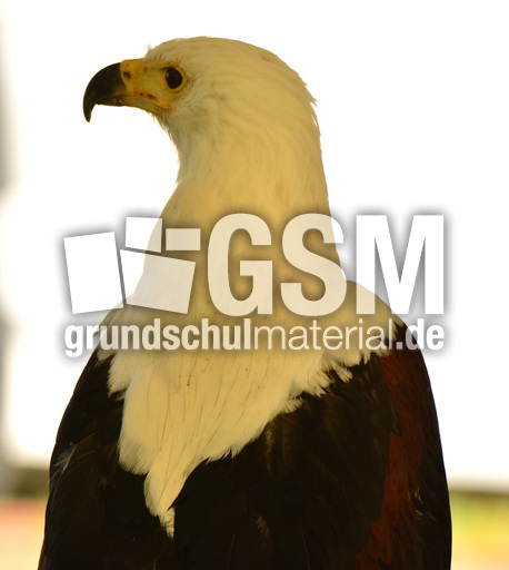 Schrei-Seeadler (3).jpg